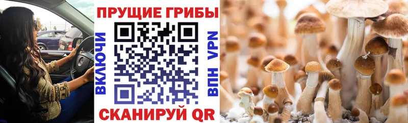 Галлюциногенные грибы прущие грибы  Купить закладки  Урень 